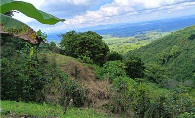 Se vende finca en el municipio de Buenavista Quindio Vereda Los Balsos