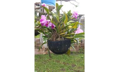 VENTA FINCA OPORTUNIDAD DE PROYECTO ECOTURSTICO EN MELGAR TOLIMA