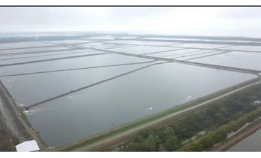 Camaronera de 394 Has en Venta   Tenguel Guayas