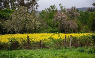 Venta terreno de 4.8 hectáreas sector Centinela