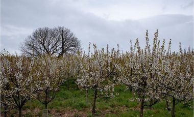 Venta terreno de 4.8 hectáreas sector Centinela