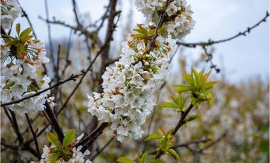 Venta terreno de 4.8 hectáreas sector Centinela