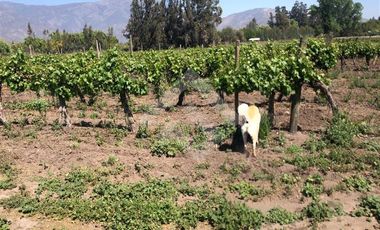 Agrícola en Venta en Zuñiga