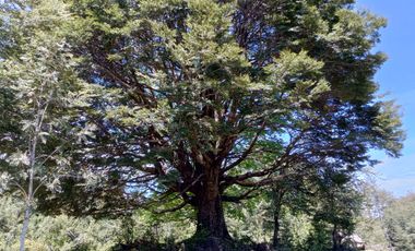 SECTOR PINO HUACHO LICAN RAY, 5000 MTS CON ROL