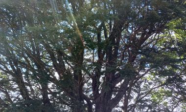 SECTOR PINO HUACHO LICAN RAY, 5000 MTS CON ROL