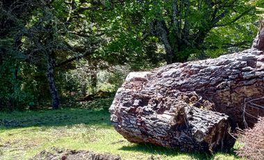 SECTOR PINO HUACHO LICAN RAY, 5000 MTS CON ROL