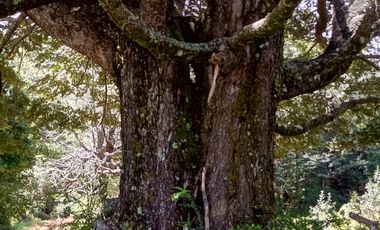 SECTOR PINO HUACHO LICAN RAY, 5000 MTS CON ROL