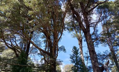 SECTOR PINO HUACHO LICAN RAY, 5000 MTS CON ROL