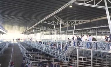 Cañuelas. 189 has de Campo mixto en venta