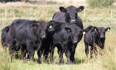 Cañuelas. 189 has de Campo mixto en venta