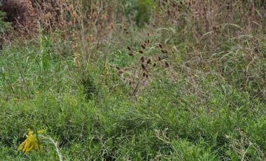 Terreno en venta - 360Mts2 - Luis Guillón