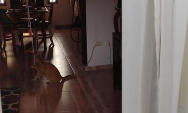 PH en venta - 2 Dormitorios 1 Baño - 170Mts2 - Moreno