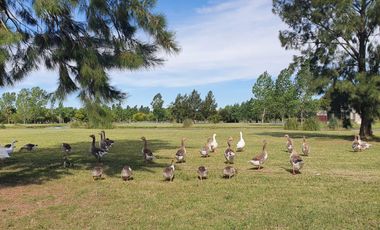 Terreno en venta - 1.024mts2 - Posadas de los Lagos, Brandsen