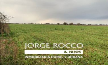 Campo en venta en Ranchos. 90 Has. mixto