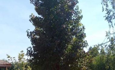 Parcela en venta en PARRAL