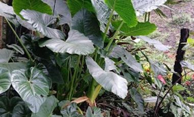 VENTA de FINCAS en PEREIRA