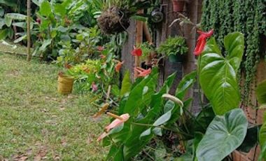VENTA de FINCAS en PEREIRA