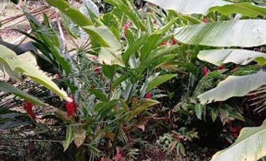 VENTA de FINCAS en PEREIRA