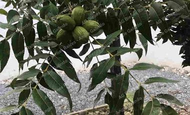 QUINTA EN RINCONADA COLONIAL GARCIA