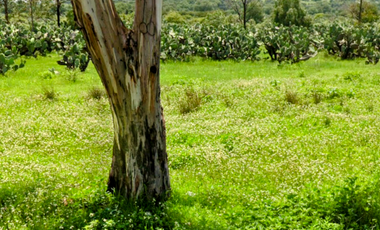 VENTA TERRENO CERCANO AIFA AEROPUERTO  FELIPE ANGELES