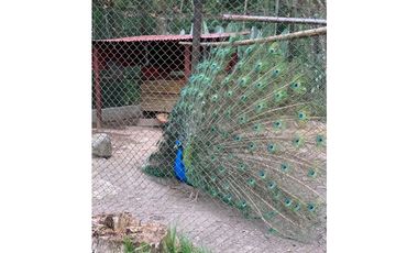 VENTA/ RENTA CASA COND.HACIENDA  LA PRIMAVERA VILLAVICENCIO-META