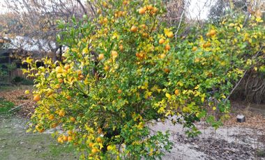 EN VENTA CASA CON AMPLIO TERRENO EN PIRQUE $ 220 MILLONES