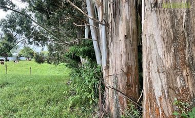 Agrícola en Venta en 7 hás en Olmopulli, a 13 kms de la Ruta 5 sur y 30 minutos desde Puerto Montt