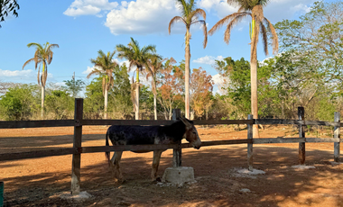 HACIENDA EN VENTA MERIDA, KANASIN, HDA HOLISTICA SAN ANTONIO TEHUITZ, LISTA.