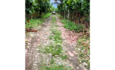 CACAOTERA NARANJAL 9 hectáreas