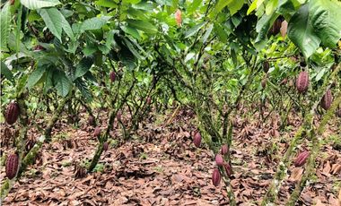 CACAOTERA NARANJAL 9 hectáreas