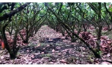 CACAOTERA NARANJAL 9 hectáreas