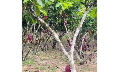 CACAOTERA NARANJAL 9 hectáreas
