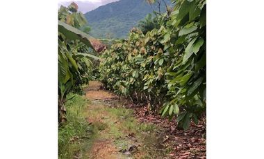 CACAOTERA NARANJAL 9 hectáreas