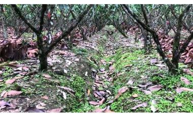 CACAOTERA NARANJAL 9 hectáreas