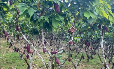CACAOTERA NARANJAL 9 hectáreas