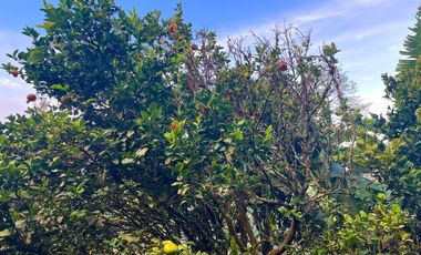 Venta Casa Campestre Dapa, Via la Olga