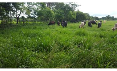 FINCA CON NEGOCIO RENTABLE 111 HECTARIAS CERCA DE SANTIAGO