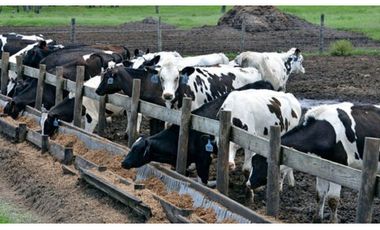 FINCA CON NEGOCIO RENTABLE 111 HECTARIAS CERCA DE SANTIAGO