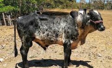 FINCA CON NEGOCIO RENTABLE 111 HECTARIAS CERCA DE SANTIAGO