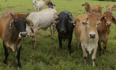 FINCA CON NEGOCIO RENTABLE 111 HECTARIAS CERCA DE SANTIAGO