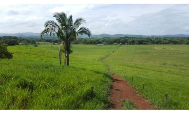 FINCA CON NEGOCIO RENTABLE 111 HECTARIAS CERCA DE SANTIAGO