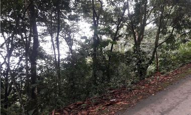 TERRENO 3 HECTAREAS EN MONTE FRESCO, CERRO AZUL  PRECIO NEGOCIABLE