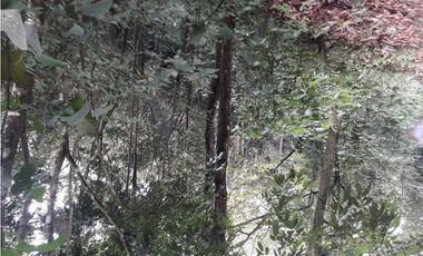 TERRENO 3 HECTAREAS EN MONTE FRESCO, CERRO AZUL  PRECIO NEGOCIABLE