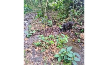 ANOLAIMA FINCA EN VENTA 15.000M2