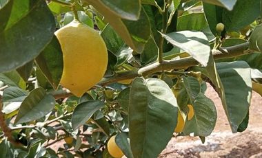 LAS ENCINAS/MANANTIALES/MANANTIALES NORTE