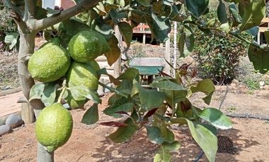 LAS ENCINAS/MANANTIALES/MANANTIALES NORTE