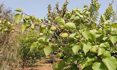 LAS ENCINAS/MANANTIALES/MANANTIALES NORTE