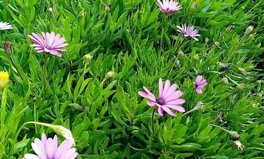 PARCELA 5000M2 CERCANA A CASA BOSQUE/ CAJÓN DEL MAIPO