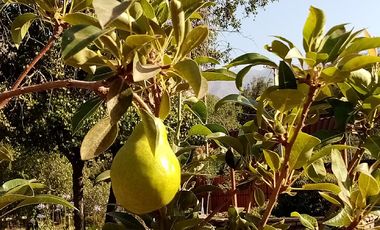 PARCELA 5000M2 CERCANA A CASA BOSQUE/ CAJÓN DEL MAIPO