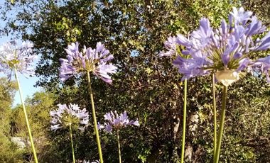 PARCELA 5000M2 CERCANA A CASA BOSQUE/ CAJÓN DEL MAIPO